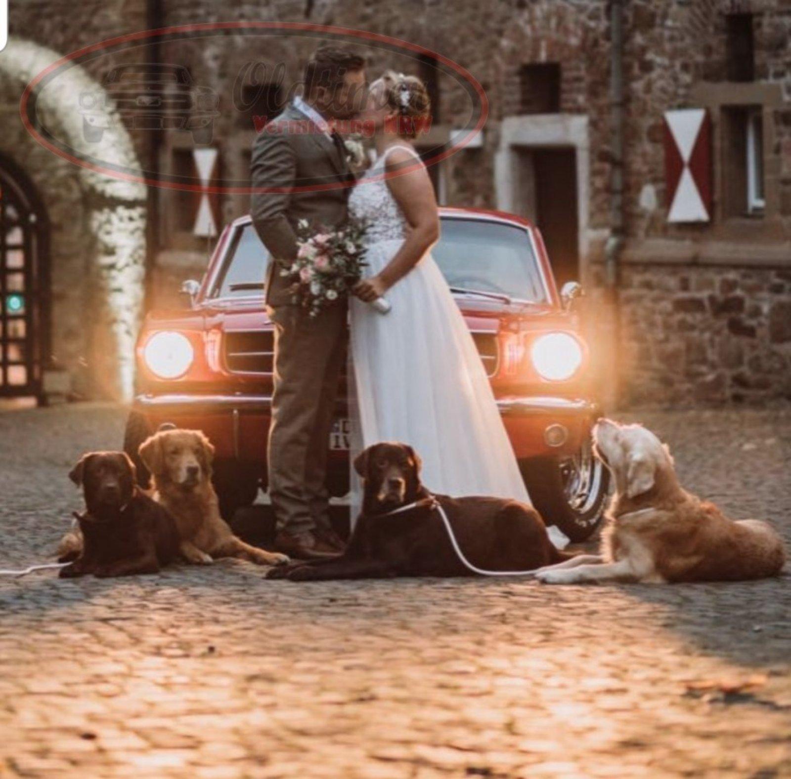 Ford Mustang mieten / Hochzeitsauto / Oldtimer mieten / Gutschein Bild 6